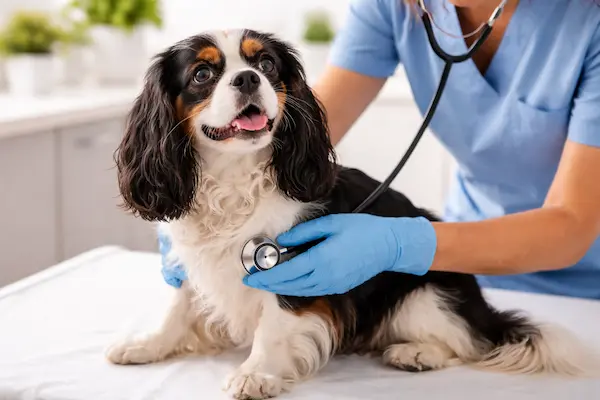 Tierarzt an der Costa Blanca – tierärztliche Behandlung und Versorgung für Hunde und Haustiere