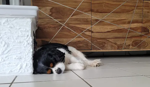 Tierarzt an der Costa Blanca – Versorgung und Betreuung für Haustiere im Alltag